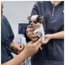 안심 동물의료센터 이미지