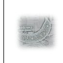 대조-003 이미지