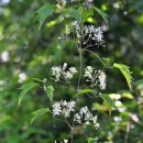 새롬농장 이미지