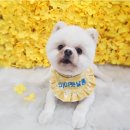 센트럴 펫살롱 이미지