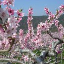 복사꽃마을 이미지