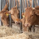 영산강농장 이미지