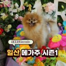 도그앤캣 | 2026 케이 펫페어 메가주 일산 시즌1