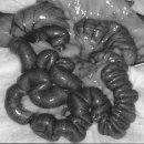 천동물병원 이미지