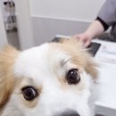동물병원 유피 이미지