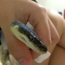 Hong E(홍이) 이미지