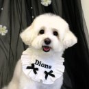 서울애견미용실 이미지