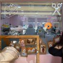 쿵이네 펫세상 | 연수동 애견미용 &#34;쿵이네펫세상&#34; 위생미용후기 #내돈내산