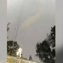 Manatee Keeps Watch Over Dog Before Rescue By ABC NEWS 이미지