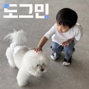 쓰담쓰담애견샵 | 광안리 애견카페 아이랑 시간 보내기 좋은 도그민 방문후기