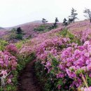 4월 상반기 보성 일림산(철쭉꽃구경) 특별산행 신청받습니다 이미지