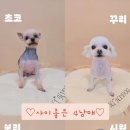 하이도그