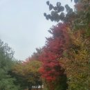 남선공원 마지막 가을단풍(오늘) 이미지