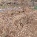 여주-0053 Daum카페