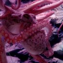 문어다리여덟개 이미지