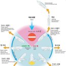 외파수도