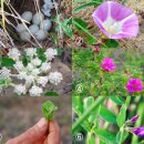 모래언덕 이미지