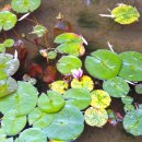 개구리집 이미지