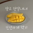 무지개망고 골드망고 한박스 한달 내내 신선하게 먹는 법(후숙,냉장보관)+내돈내산 찐추천