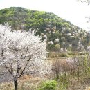 향-고향의 봄 이미지