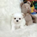 버디독 강아지분양 고양이분양 안심분양센터 광명점 이미지