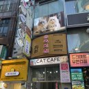 고양이사랑채 이미지