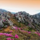 제695차 강진 주작산(475m) - 진달래와 날아오르는 주작의 형상을 지닌 산('24.3.23) 이미지