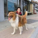 복슬 강아지 이미지