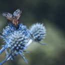 악어 스크린 골프 이미지