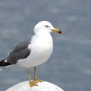 도화갈매기 이미지