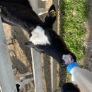 학우목장 이미지