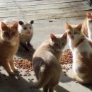 !URGENT! Calling for Mr. Cat Expert 이미지