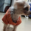 까미랑 몽이 이미지