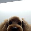 민 동물병원(동물미용) 이미지