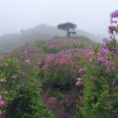와룡산(민재봉) Daum카페