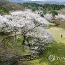 제주 신례리 왕벚나무 자생지 이미지