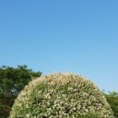 세련꽃농원 이미지