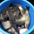 새물낚시터 이미지