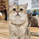 캣플 동탄점 이미지