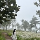 남상면사무소 | 가을 축제(거창 감악산 아스타 국화 축제 별빛언덕길 구절초 풍력단지)