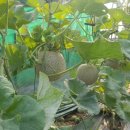 봉이네농장 이미지