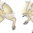 브이동물메디컬센터 이미지