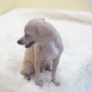 독앤걸즈 이미지