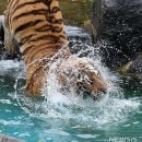 동물의 왕국 이미지