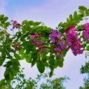 아카시아 이미지