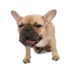 동물심장병원 진심 이미지