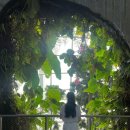 더베이(THE BAY) | 𝑆𝑖𝑛𝑔𝑎𝑝𝑜𝑟𝑒 5 . 싱가포르 필수 관광지 &#39; Gardens by the Bay ( 가든스 바이 더 베이 ) &#39; 이용 후기