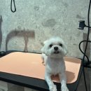 빵그루밍 | 청주 율량동, 주중동에 위치한 강아지 목욕, 애견목욕 깔끔하게 잘해주는 하이애견호텔&amp;유치원&amp;그루밍 후기