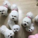 앤디펫살롱 - 의정부시 승지로 27 | 앤디펫살롱
