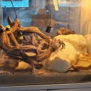 준 PC방 | 양산 라이오스 PC방 솔직후기｜상어 수족관까지 있는 양산 PC방